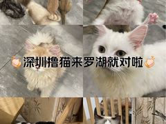 -楼上猫咖(罗湖店)