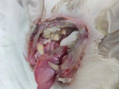 -康旭宠物医院(郑州总院)