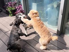 -百好乐宠物友好餐厅(朝外大街店)