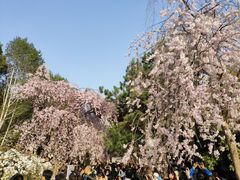 -西安青龙寺遗址景区