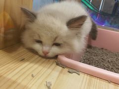 -屋虎猫馆(宝安大仟里店)