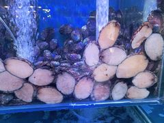 -四海蒸鲜蒸汽海鲜自助(北戴河店)