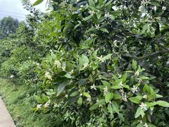 -樱桃山旅游景区