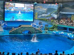 -海合安成都极地海洋公园