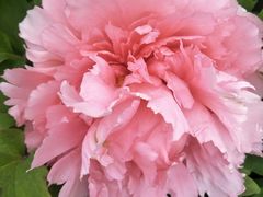 -洪湖湿地生态园