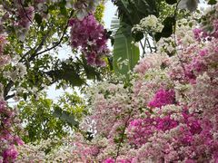 -深圳国际园林花卉博览园