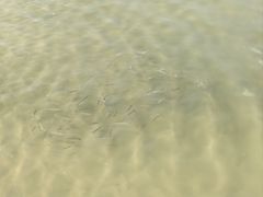 -汕尾风车岛