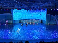 -海合安青岛极地海洋公园