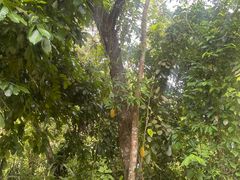 -武吉知马自然保护区