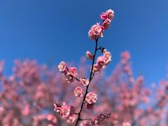 -花开海上生态园