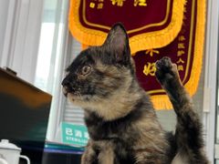 -美美宠物诊疗中心·异宠·骨科(滨江东信分院)