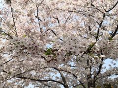 -高东镇樱花园