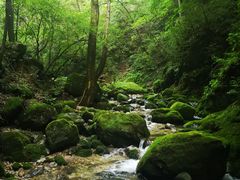 -牛背梁国家森林公园