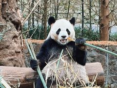 -都江堰中华大熊猫苑