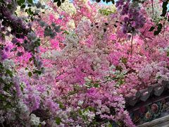 -深圳国际园林花卉博览园