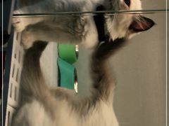 -lincat·猫舍(广州店)