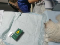 -半岛宠物医院24小时(科华中路店)