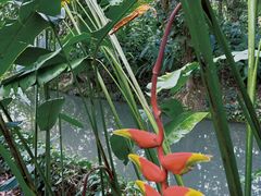 -中国科学院西双版纳热带植物园