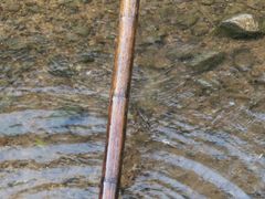 -西双版纳原始森林公园