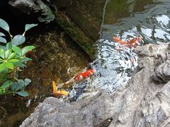 -广州白天鹅宾馆