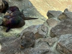 -西霞口神雕山野生动物世界