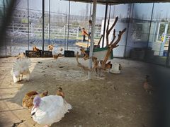 -前小桔亲子创意农场·草莓采摘·露营烧烤