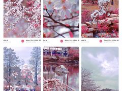 -东湖磨山景区樱花园-停车场