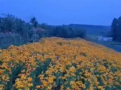 -北纬44度·金珠花海休闲农业旅游景区