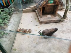 -呀诺达热带雨林
