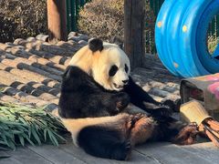 -大连森林动物园