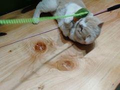 -猫亿天猫咖
