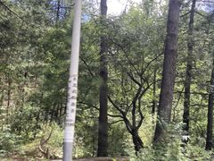 -黑河国家森林公园