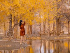-金塔沙漠胡杨林景区