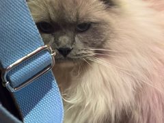 -滚猫咖啡·猫咖·猫友好撸猫(未来城店)