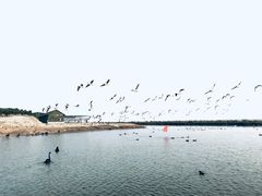 -南大港湿地风景区