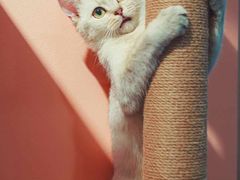 -BABIT巴比特宠物(MOMOPARK店)