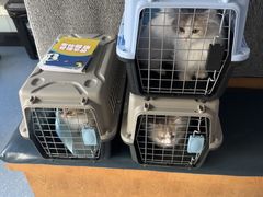 -伟伟宠物医院·瑞派猫友好医院·猫科(光谷店)