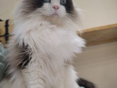 -滚猫咖啡·猫咖·猫友好撸猫(未来城店)