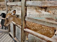 -北京鹿世界主题园
