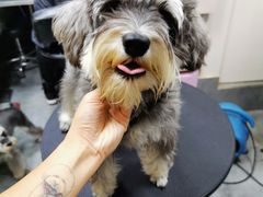 -小尾巴宠物店(万科·金域华庭店)