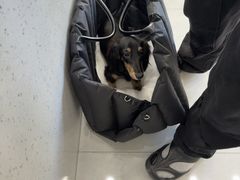 -宠颐生猫科·内科皮肤科(西平世纪城店)