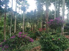 -呀诺达热带雨林