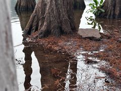 -重庆彩云湖湿地公园