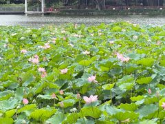 -荔湾湖公园