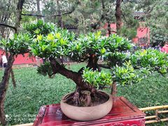 -成都武侯祠博物馆