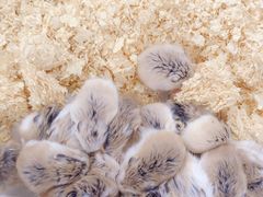 -青石桥花鸟鱼虫市场(叠翠城店)