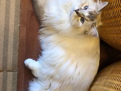 -MOCHA明星猫咖(田子坊店)