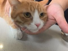 -小伙伴宠物医院•急重症转诊中心·老年专科·犬猫全科(北大街总院)