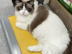 -四月宠物医院·猫专科·心脏专科·内科(转塘店)