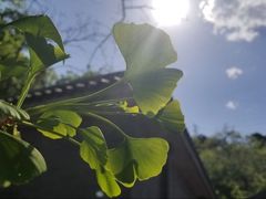 -阳台山自然风景区